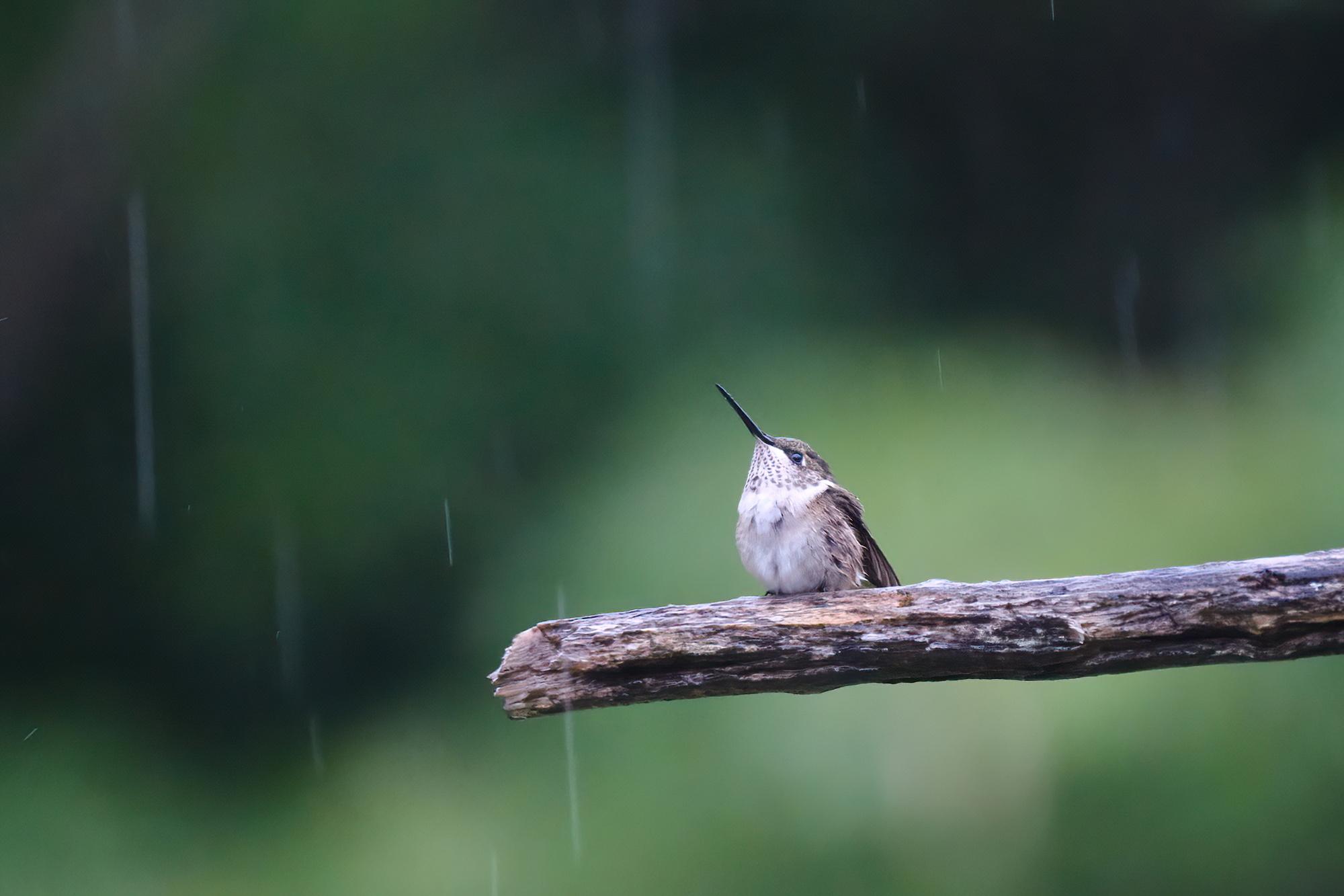 A very small green bird with a white belly and a long, thin beak is sitting on a stick and scanning the sky. The background is blurry green, and falling raindrops are visible as grey streaks.