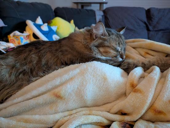 Little Mouse lays on a lap, front paws extended, atop a blanket that looks like a tortilla. He extends his legs towards the feet of the lap owner, completely unaware of things like "taxes" or "social media." A few Mario-themed plush pillows sit ominously in the background.