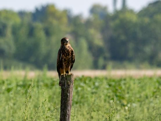 Une buse variable (gros rapace avec un plumage marron et clair, un bec crochu) posée sur un piquet au milieu d'un champ en plein soleil d'été.