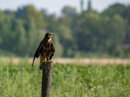 La buse sur son piquet, elle a les ailes légèrement écartées de son corps, elle tourne la terne et entrouve son bec