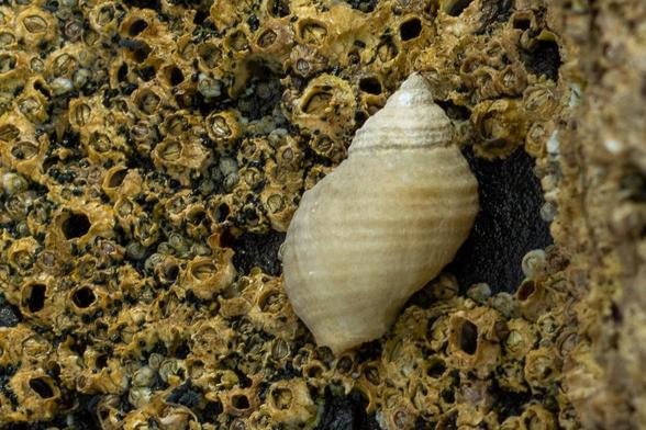 Photo of a white shell in closeup, clinging to barnacles on the side of a tidepool