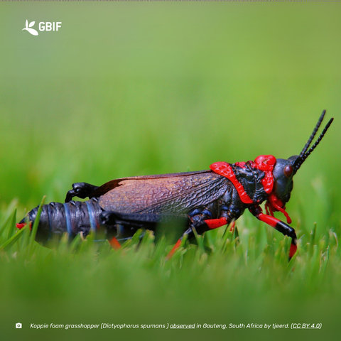 A bright red and black grasshopper in the grass