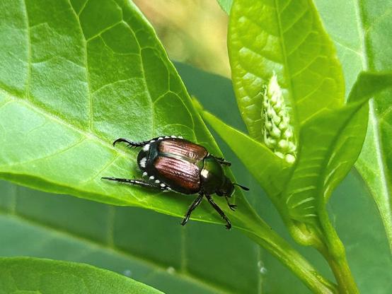 A shiny metallic beetle, dark green but with coppery colored wings behind which are many little white spots like teeny weeny cotton balls. The beetle is perched on one lime colored leaf amongst several, with a conical cluster of developing flower buds in the background.