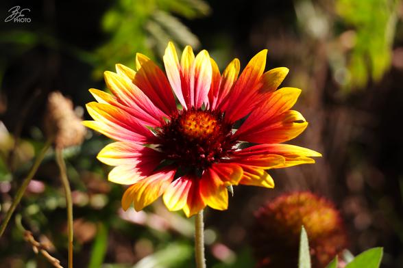Autumn Hues in Summer