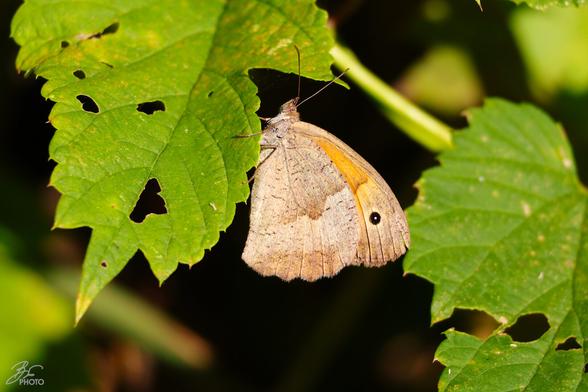 Meadow Brown at Rest