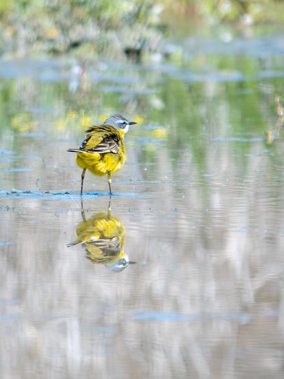 𝗣𝗶𝗰𝘁𝘂𝗿𝗲 𝗗𝗲𝘀𝗰𝗿𝗶𝗽𝘁𝗶𝗼𝗻 (𝗘𝗻𝗴): A very shallow lagoon on whose surface a yellow wagtail walks with its feathers ruffled, is reflected very clearly on the surface of the water.

𝗗𝗲𝘀𝗰𝗿𝗶𝗽𝗰𝗶𝗼́𝗻 (𝗘𝘀𝗽): Una La laguna muy somera en cuya superficie camina una lavandera boyera con las plumas erizadas, se refleja con mucha claridad en la superficie del agua.