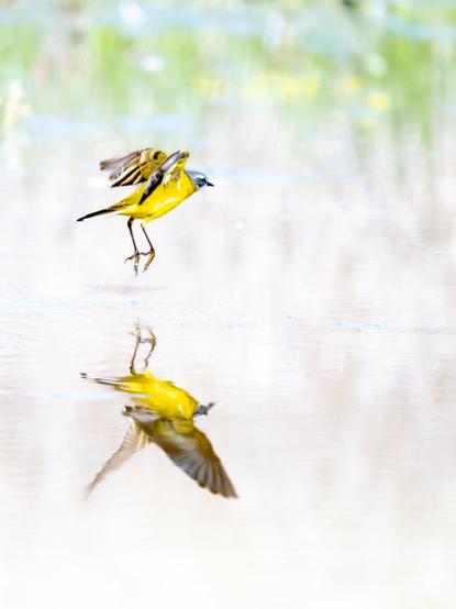 𝗣𝗶𝗰𝘁𝘂𝗿𝗲 𝗗𝗲𝘀𝗰𝗿𝗶𝗽𝘁𝗶𝗼𝗻 (𝗘𝗻𝗴): A yellow wagtail takes flight from the surface of the lagoon where it was walking a few moments ago. It has barely disturbed the surface of the water, allowing it to reflect almost like a mirror, creating a beautiful image.

𝗗𝗲𝘀𝗰𝗿𝗶𝗽𝗰𝗶𝗼́𝗻 (𝗘𝘀𝗽): La lavandera boyera emprende el vuelo desde la superficie de la laguna en la que hace unos instantes estaba caminando, apenas ha alterado la superficie del agua, lo que permite que se refleje casi como en un espejo, creando una bella imagen.