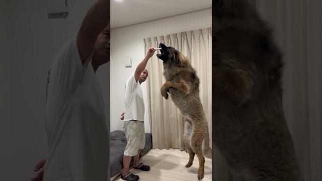 【超大型犬】　ショート ジャンプでキャッチ　Leonberger　レオンベルガー #Shorts　＃大型犬のいる生活
