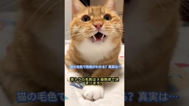 猫の毛色と性格の関係｜科学と飼い主の体験から解説#猫の豆知識 #猫の性格 #猫の毛色 #にゃんこ好き #猫と暮らす #猫動画 #癒し動画 #猫好きと繋がりたい #猫の不思議
