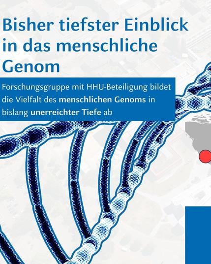 Grafik eines DNA-Strangs. Darüber steht: bisher tiefster Einblick in das menschliche Genom. forschungsgruppe mit HHU Beteiligung bildet die Vielfalt des menschlichen Genoms in bislang unerreichter Tiefe ab