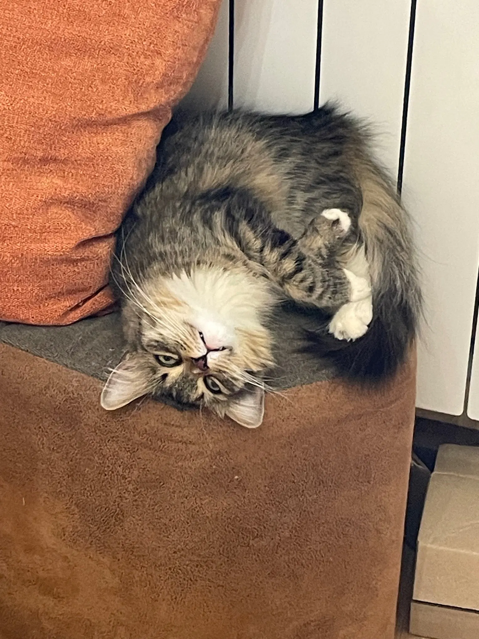 Nova flopped on a rectangular seat, her  head is upside down and her paws are tucked in. She looks very eepy and very silly