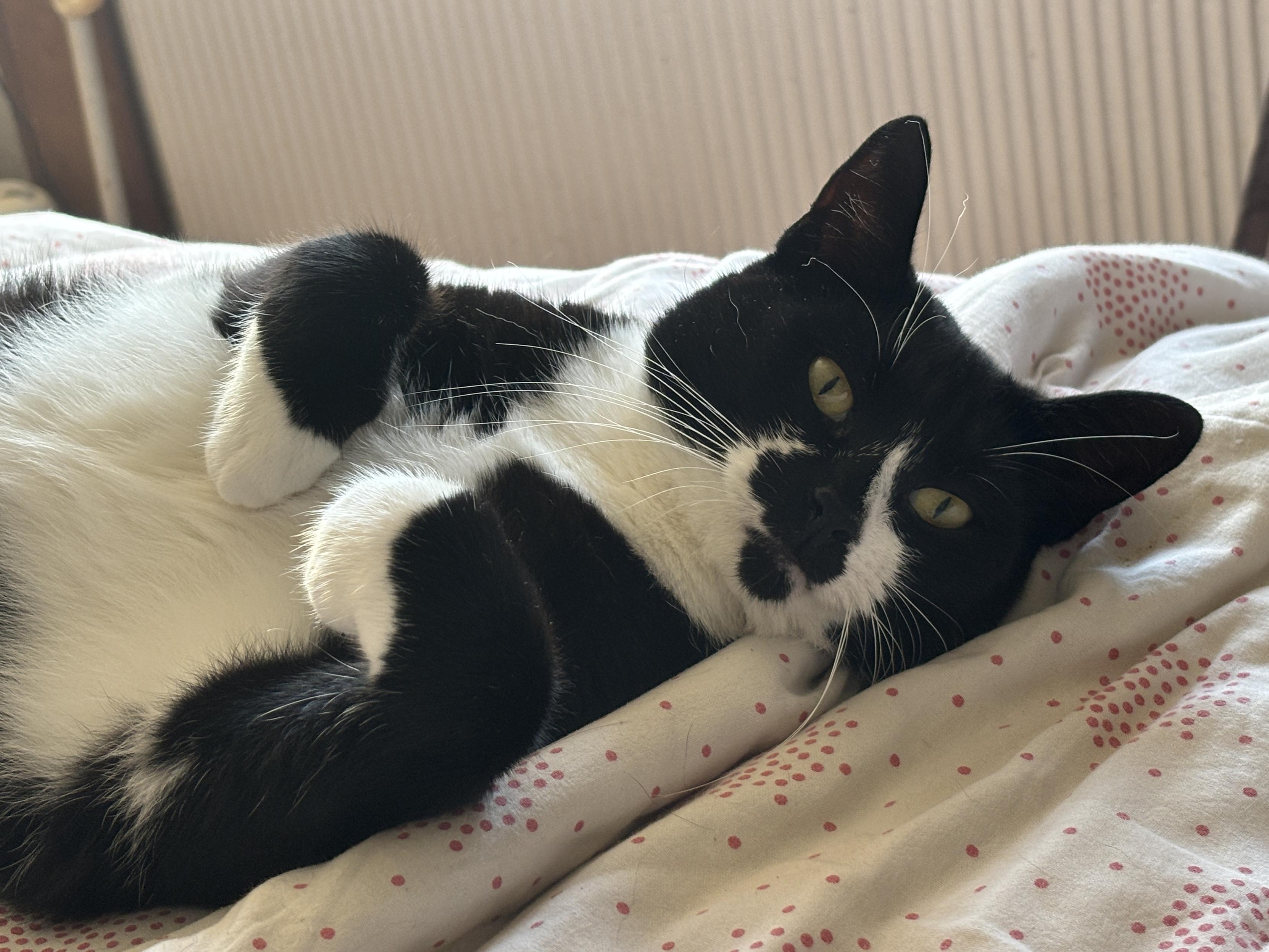 Dipper the tuxedo cat, on his back, staring at me, paws curled up. Ugh.