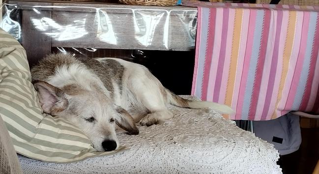 Foto de un perrito con una oreja para el otro lado durmiendo, aunque pueda parecer que está muy triste