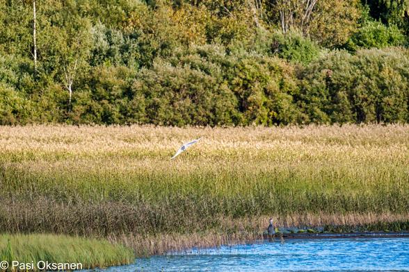 Taustalla puustoa ja ruovikkoa keskellä kuvaa lentävä jalohaikara (Ardea alba) ja siitä hivenen oikealla alareunasa maassa oleva harmaahaikara (Ardea cinerea) edustalla vettä.