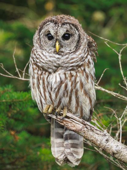 A photo of a barred owl (Strix varia), a large gray owl with brown vertical stripes, a rounded head with no ear tufts, a sharp yellow beak, and black eyes perched on a bare grayish-brown tree branch facing the camera with green conifer branches in the background behind it.