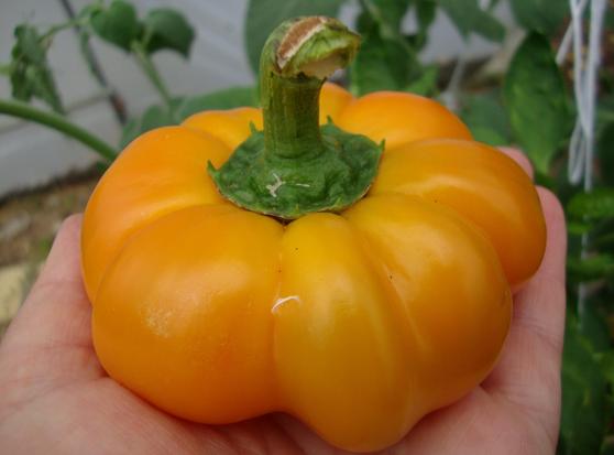 Poivron mandarine