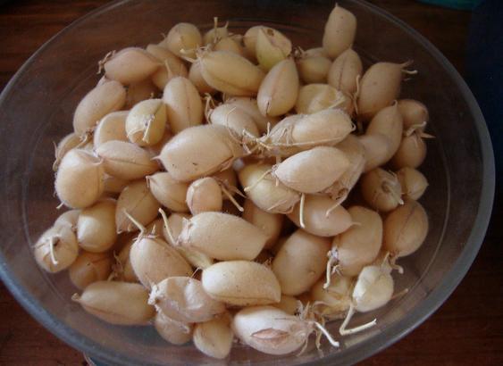 Pois chiches