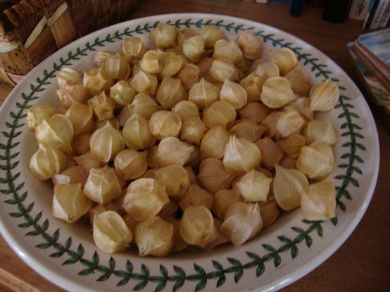 Physalis