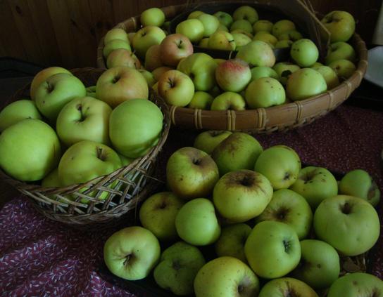 Pommes à foison