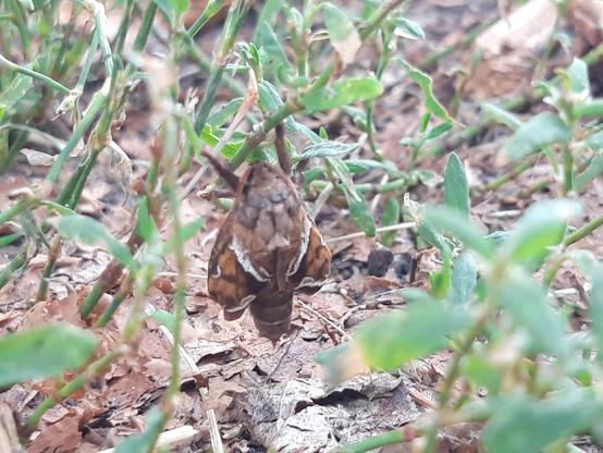 An einem Pflanzenstängel hängt ein Schwärmer, er ist von hinten, schräg oben zu sehen. Die Flügel sind trapezförmig. Die Hauptfarbe ist ein dunkles Orange, ein auffälliger weißer Streifen verläuft je quer über einen der Flügel, kleinere weiße Flecken und ein Streifen sind je auf einem der Flügel, weitere braune Streifen verlaufen zwischen den beiden großen und kleinen weißen Streifen, die den dunkel orangenen Flügeln fast ein geschecktes Muster verleihen. Der Schwanz hängt länglich unter den Flügeln hervor, er ist in drei breitere Segmente unterteilt, die auch eher dunkel gehalten sind, ein heller Querstreifen trennt das letzte vom vorletzten Segment. Die Fühler und Beine sind verschwommen, ein Rüssel ist am Kopf nicht zu erkennen, der Kopf wirkt etwas geizig und bräunlich grau gecheckt.