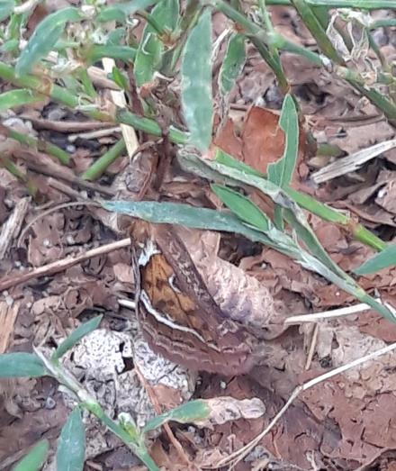 Seitliche Aufnahme des Schwärmers am Grashalm. Die Farben wirken heller, die Flügelstellung ist leicht anders, leicht angestellt, sodass auch seitlich die Färbung zu sehen ist. Der Körper ist segmentiert, wirkt aber eher hell sa dig in der Farbe, die Trennungen zwischen den Segmenten ist heller. Der Flügel zeigt wieder Farben von dunklem Orange bis hin helles Braun. Ein weißer Streifen verläuft am entlang des Flügels, weitere bräunliche Streifen verlaufen zwischen dem weißen Streifen und dem Flügelrand.