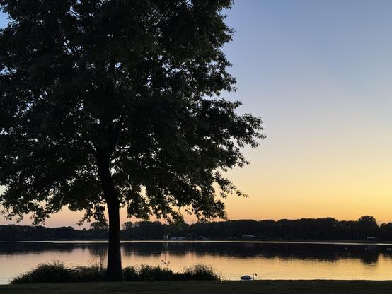 Ufer der Maasplassen in Roermond mit einem großen Baum am Ufer