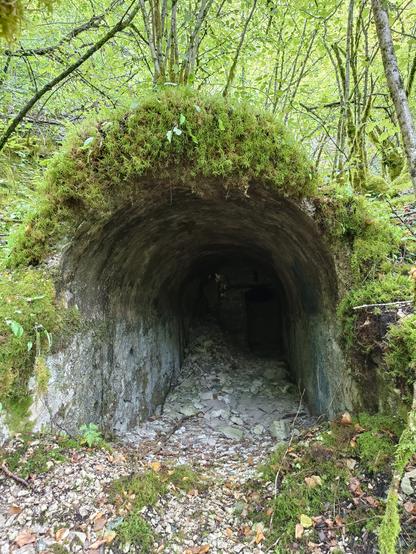 Vue rapprochée du tunnel d'entrée d'une ancienne mine, avec de la mousse épaisse sur la partie supérieure. Il y a des cailloux dans le début du tunnel et des arbres autour.