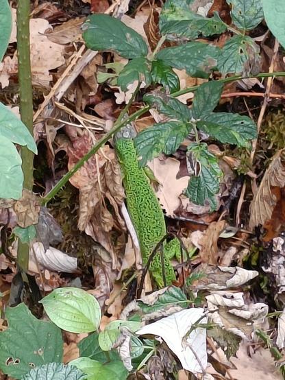 Vue rapprochée d'un gros lézard vert posé sur des feuilles tombées au sol, avec de la végétation autour.
