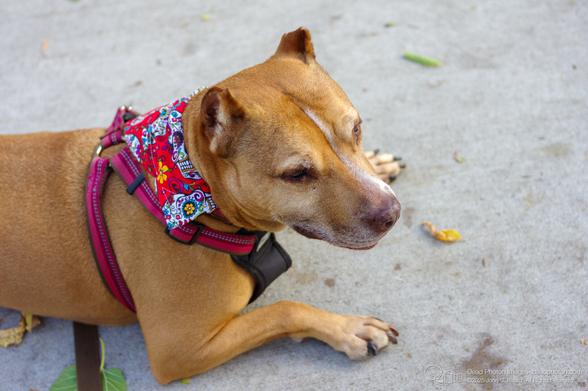 A tan pitbull mix dog lies on concrete, wearing a red harness with a colorful skull pattern. The dog is looking to the right.