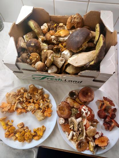 Kuvan yläosassa laatikollinen eri tatteja. Voitatteja, herkkutatteja ja tammenherkkutatteja sekä kangastatteja ainakin.

Kuvan alaosassa kaksi valkoista lautasta jonka päällä on sieniä. Vasemmalla lautasen alaosassa kantarelleja, yläosassa lampaankääpää. Oikealla paljon haperoita ja pieni määrä rouskuja.