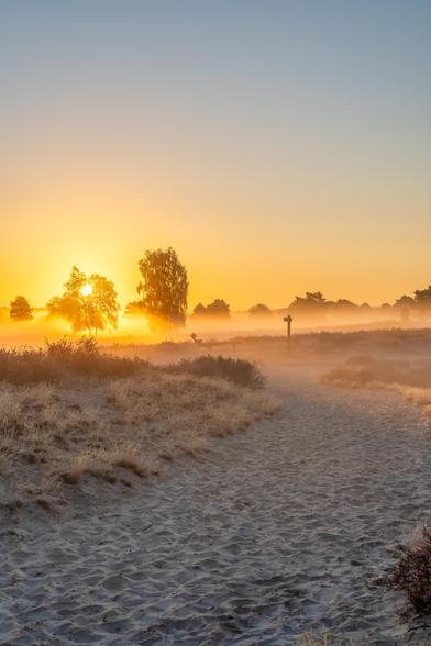 Im Vordergrund ein Sandweg führt durch die Heide auf der linken Seite Gras und Heidefläche. Im Hintergrund zwei Bäume und die Sonne scheint hindurch. Bodennebel bedeckt die Landschaft. Das ganze Bild ist in goldenes Farbe getaucht. Im Hintergrund der wolkenlose Himmel. Oben leicht blau geht in goldorange über. In der Mitte des Bildes steht ein Wegweiser und zwei Bänke daneben.