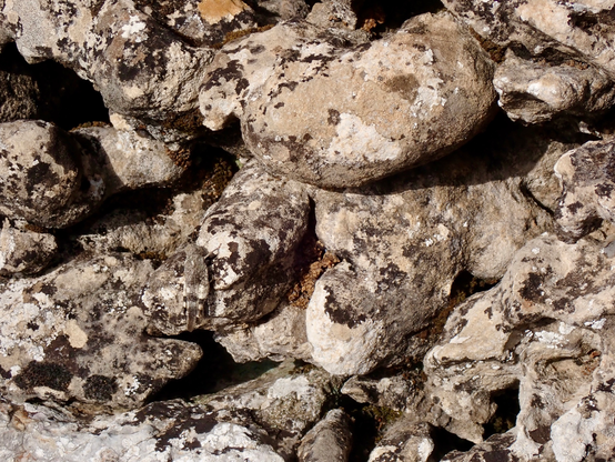 Detailed view of a mature stone wall with greyish stones with lichens of various beige, grey and darkened colors on them. A lone grasshoper hides in plain sight, camouflaged.