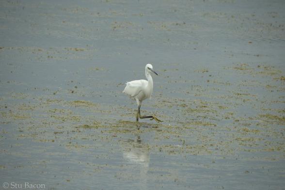 A photograph of a Little Egret wading through a pool of water, one foot is raised above the water.