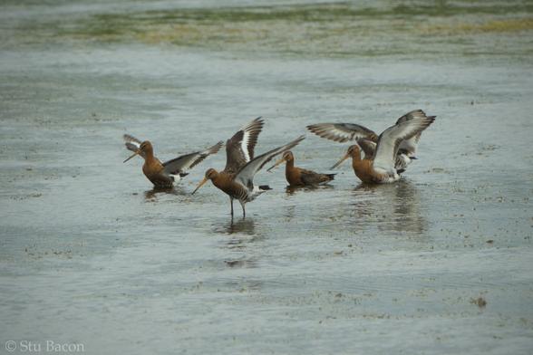 A photograph of 5 Black Tailed Godwit standing in water with their wings raised.