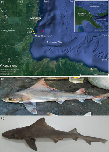 original legend: "(a) Map of Papua New Guinea showing the Astrolabe Bay area in the yellow box (inset). Yellow stars denote the locations where fishers caught Gogolia filewoodi specimens, and the pink star denotes holotype collection location. (b) Adult female [76.1 cm total length (LT)] and (c) adult male (73 cm LT) specimens of G. filewoodi caught near the mouth of the Gogol River."  by  J. Sagumai et al. (2025):, creative commons http://creativecommons.org/licenses/by/4.0