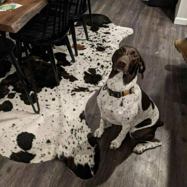 A brown and white dog with a concerned look sits up straight and looks into the camera. On the floor next to them is an animal skin rug with matching coloring to theirs.