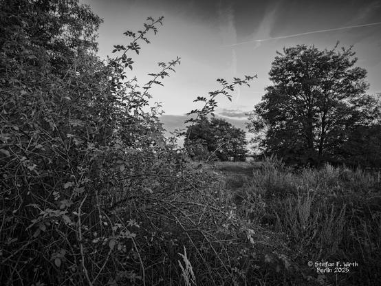 Area with natural vegetation in urban park Tempelhofer Feld as hotspot for biodiversity,  August 2025,  © Stefan F. Wirth