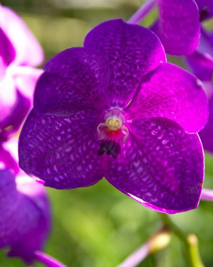 Violet orchid flower in zoom