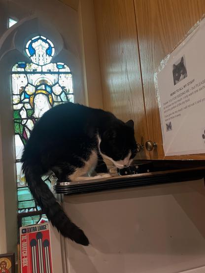 Black and white cat sniffing a tray