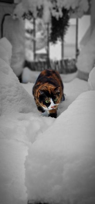 [https://memories.brush-and-tale.com/wp-content/uploads/2025/04/Koko.Rose_62527-file.jpeg]

Rosé 🌹 enjoying the #snow

#caturday #cats #meow #kitty #kitten #kittens #catlover #catlife #catlove #catlovers #catsoftheworld #catoftheday #cutecats #cats_of_world #fluffycat #furryfriends #ilovecats #catscorner #catpics #catphoto #catsofmasto #catsofmastodon #purrfect #KokoAndRose…