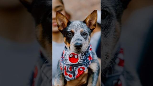 ブルーヒーラーの子犬を見つけました🥹