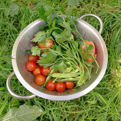 Passoire posée dans l'herbe et remplie de légumes.