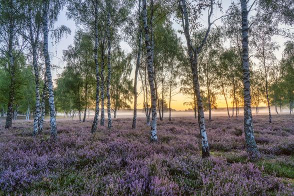 Heide im Vordergrund. Birkenbäume in gesamtem Bild verteilt. Bodennebel zwischen den Bäumen. Und im Hintergrund der Himmel kurz vor dem Sonnenaufgang glüht orange und blau.