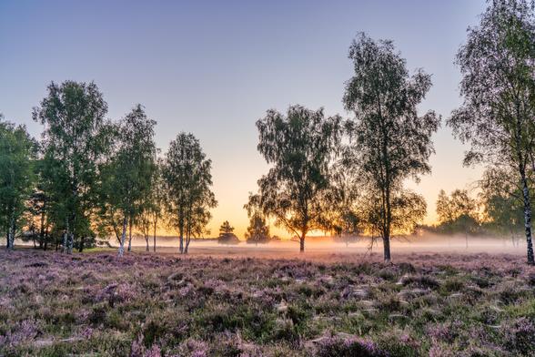 Heide im Vordergrund. Viele Spinnenweben sind zu sehen. Birkenbäume in gesamtem Bild verteilt. Bodennebel zwischen den Bäumen. Und im Hintergrund der Himmel kurz vor dem Sonnenaufgang glüht orange und blau.
