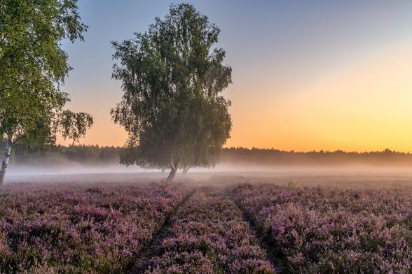 Heidefläche im Vordergrund und ein Weg, der in der Mitte auch mit Heidekraut bewachsen ist führt ins Bild. Am linken Rand des Weges steht ein e Birke. Die aufgehende Sonne beleuchtet die Szene von rechts. Himmel rechts gelborange geht langsam links und oben ins blaue über.