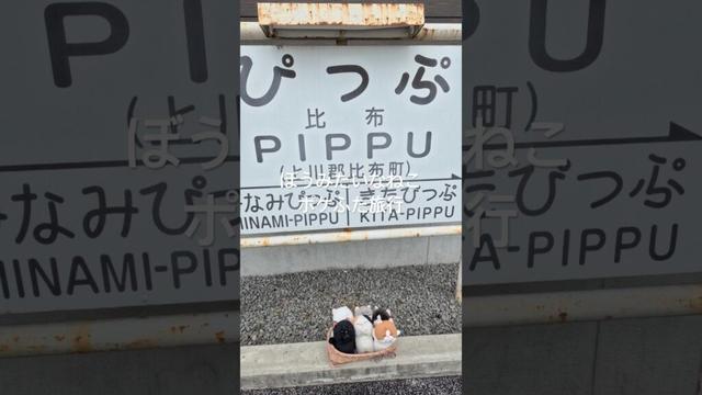 【ポケふた・比布町】ポッチャマとアローラロコン　#ポケふた #ポッチャマ #アローラロコン #ヌイ旅 #推し活 #ぼうみたいなねこ #旅行 #比布町 #ポケモン