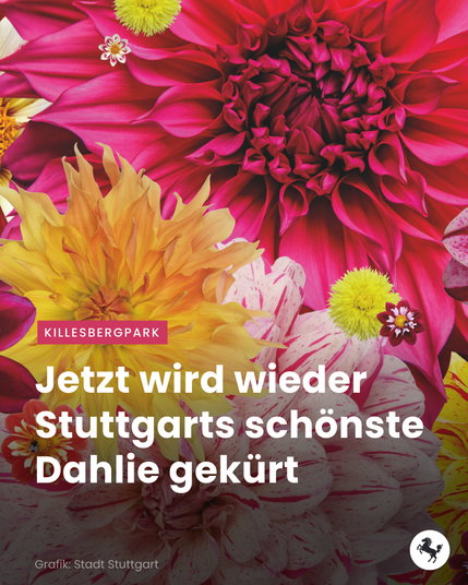 Bunte Dahlienblüten in verschiedenen Farben, darunter leuchtendes Rot und Gelb, mit dem Text 'Jetzt wird wieder Stuttgarts schönste Dahlie gekürt' und dem Hinweis auf den Killesbergpark.