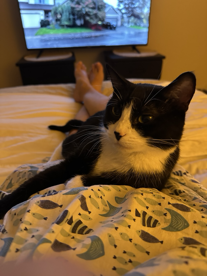 Tuxedo girl cat getting some love from her staff