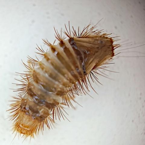 stark vergrößerte makro-aufnahme einer nur 2 millimeter langen käferlarve. sie ist gedrungen-länglich, in der mitte am breitesten und gut 3 mal so lang wie breit. die einzelnen körpersegmente sind am vorderen rand kräftig braun und glänzend, dahinter blass hautig-transluzent. der kopf ist etwas heller und gelblicher, bernsteinfarben. das hinter-ende erscheint dunkler, da dort zusätzlich zu den sonst überall abstehenden kräftigen borsten noch büschel eher haariger borsten am körper angelegt sind, nach hinten zusammenlaufend.