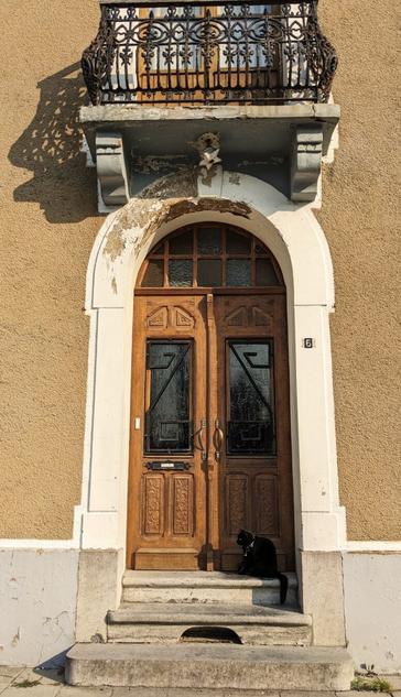 Cat in front of old Wood door